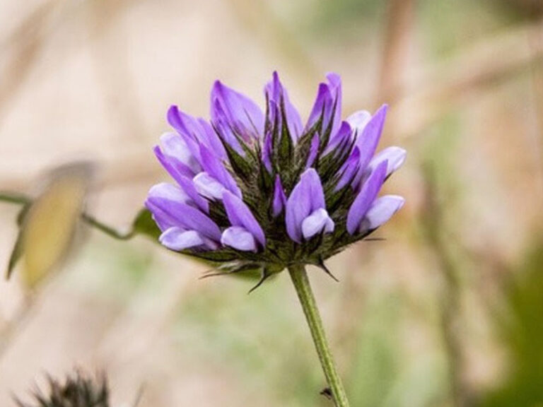 bakuchiol-flor-lismare